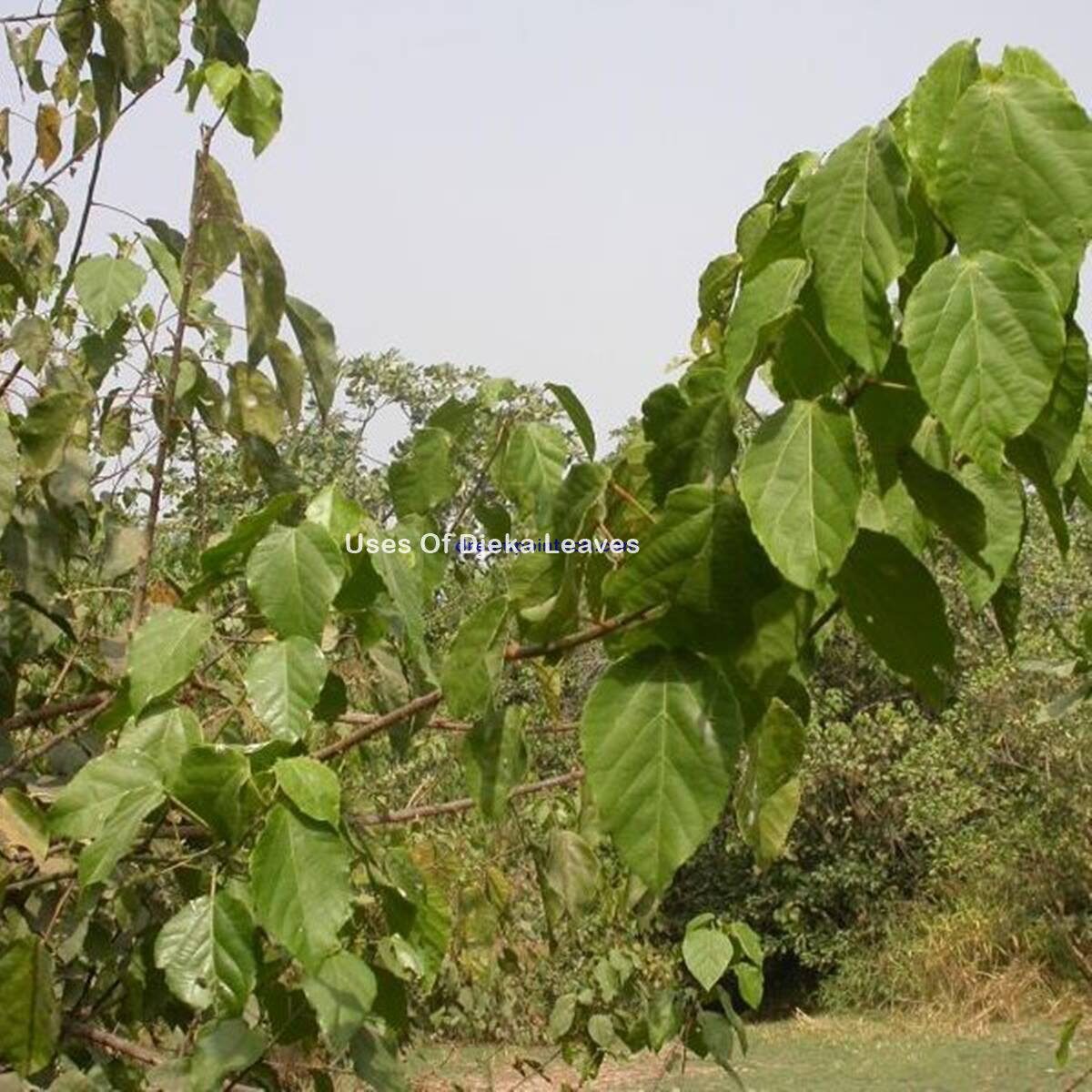 Uses Of Djeka Leaves