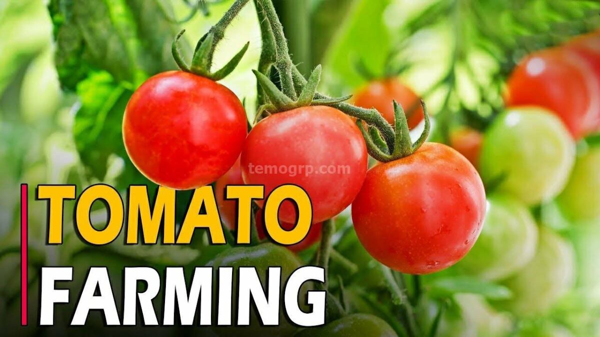 Guide on how start Tomato Farming in Cameroon