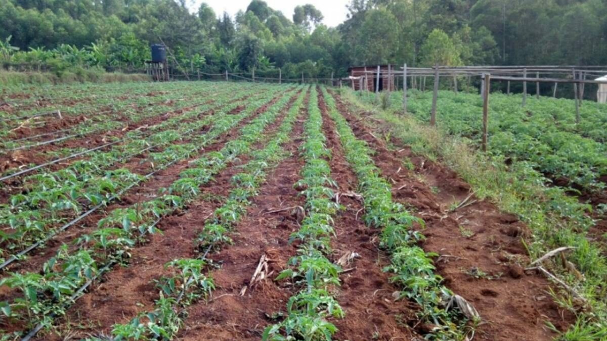 Guide on how to prepare of a tomato nursery