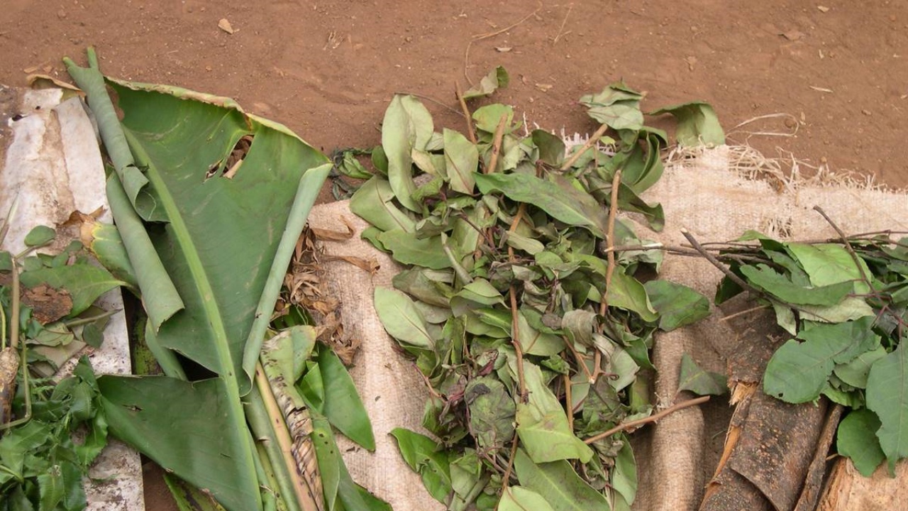 Guide on traditional medicine in Cameroon
