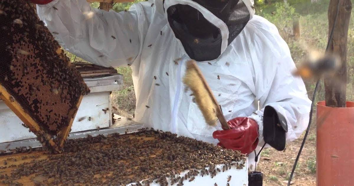 Beekeeping: How To Start Profitable Bee Farming In Cameroon